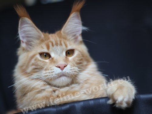 maine_coon_30 (Race)